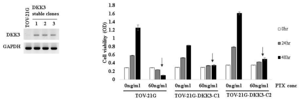 DKK3 stably expressed cells have lower response on paclitaxel than control cells. During survival from tumor suppressor overexpression, cells are stronger. Or the cells harboring particular alteration are survival despite of DKK3 expression and these cells are also resistant on paclitaxel