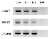 RT-PCR shows reduced expression of GPR27 and ERMN in paclitaxel-resistant cells compared with control cells. (con, control; R, resistant cell line; DW, water)