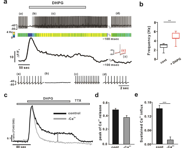 도파민 뉴런에서의 DHPG에 의한 mGluR 수용체의 선택적 활성화