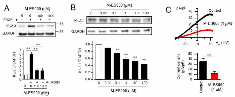 배양한 섬유아세포에서 M-ES000이 섬유아마커의 발현과 세포 증식에 미치는 효과
