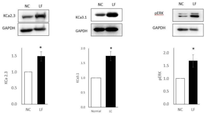 정상(NC)와 bleomycin으로 폐섬유화(lung fibrosis, LF)를 유발한 생쥐 폐조직에서 KCa2.3 채널, KCa3.1 채널 그리고 phosporylated ERK(pERK) 수준 비교. 폐섬유화 생쥐 모델에서 정상에 비해 KCa2.3 채널, KCa3.1 채널 그리고 pERK 수준이 유의하게 증가하였음. Fibroblasts가 myofibroblasts로 활성화되어 콜라겐 등 생성이 증가할 때 KCa2.3 채널과 KCa3.1 채널의 발현이 증가하므로, 위 결과는 폐섬유화 모델에서 fibroblasts가 활성화될 가능성을 보여줌. pERK는 KCa3.1 채널의 생성을 증가시키므로, KCa3.1 채널 단백질 증가는 생성 증가에 의할 가능성을 보여줌. 평균(mean)±SE(standard error)로 표기하였으며, n=6. *<0.05