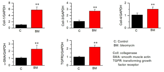 정상(NC)와 bleomycin으로 폐섬유화(lung fibrosis, LF)를 유발한 생쥐 폐조직에서 콜라겐 등 extracellular matrix, α-SAM, TGFR2의 수준 비교. 폐섬유와 모델에서 정상에 비해 콜라겐 생성과 α-SAM, TGFR2의 수준이 증가하여, fibroblasts의 활성화 등에 의해 콜라겐 형성 증가 등 섬유화가 진행됨을 알 수 있음. 평균(mean)±SE(standard error)로 표기하였으며, n=6. **<0.01