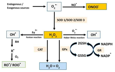 Intracellular oxidative stress quenching enzyme mechanism