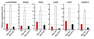 qRT-PCR을 이용한 RNA-sequencing 검증