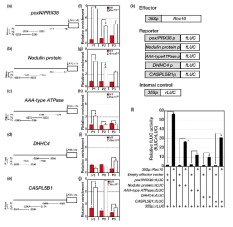 ChIP-qPCR과 transactivation assay 결과