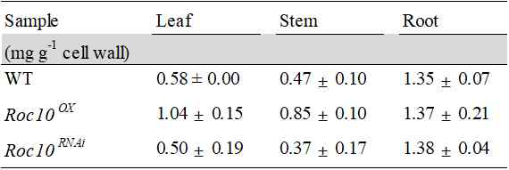 Roc10 형질전환 식물체의 리그닌 정량