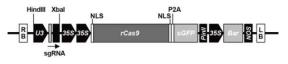 벼 형질전환용 CRISPR/cas9 벡터