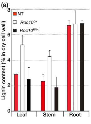 Roc10 형질전환 식물체의 리그닌 함량