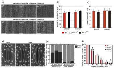 가뭄 스트레스에서의 Roc10 형질전환 식물체 기공 개폐