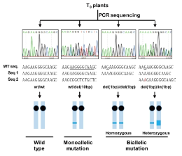 CRIPR/cas9 분석방법