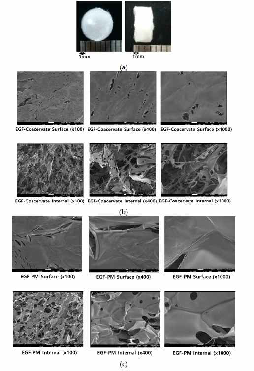 동결건조된 (a) EGF coacervate의 사진 및 (b)EGF coacervate 와 (c)혼합물의 SEM 사진