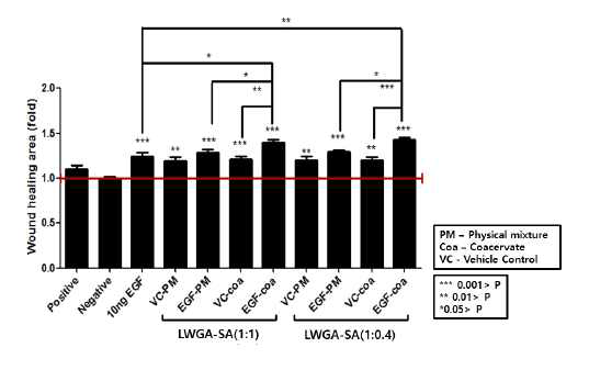 HDF 세포에서 EGF coacervate의 wound healing 효과 확인