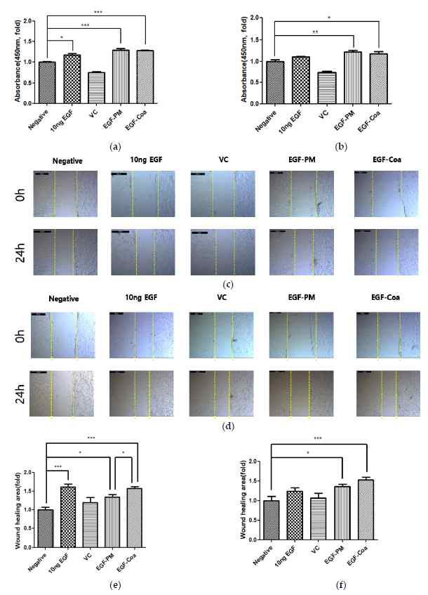 HaCaT cells에 EGF coacervate에 의한 EGF 의 활성 평가. EGF 용액, EGF를 포함하지 않은 LWGA과 SA이 1:0.4 비율로 구성된 혼합물인 VC 그리고 EGF coacervate의 (a) normal 과 (b) hyperglycemic conditions에서 cell viability (c) normal and (d) hyperglycemic conditions에서 scratch wound image 및 (e) normal 과 (f) hyperglycemic conditions에서 migration analysis