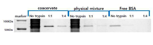 BSA와 Trypsin의 비율이 1:1과 1:4에서 trypsin에 따른 BSA보호 효과