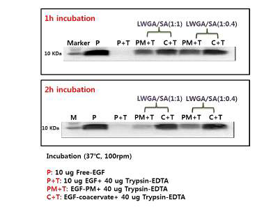 EGF coacervate 와 혼합물의 trypsin에 의한 안정성 확인