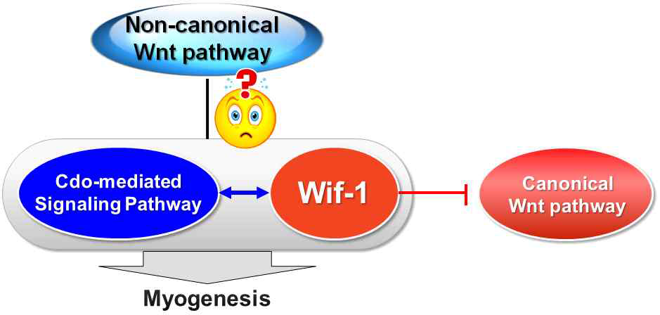 Wif-1의 promyogenic molecular switch로 역할