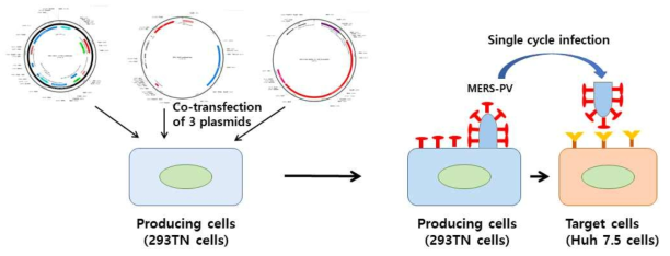 Schematic representation of the production of pseudotype