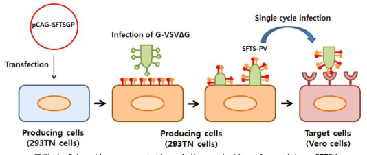 Schematic representation of the production of pseudotype SFTSV