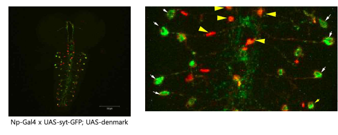 초파리 유충 뇌에서 Np 발현 신경의 수상돌기(빨간색, 화살표머리), 축색돌기(녹색, 화살표)