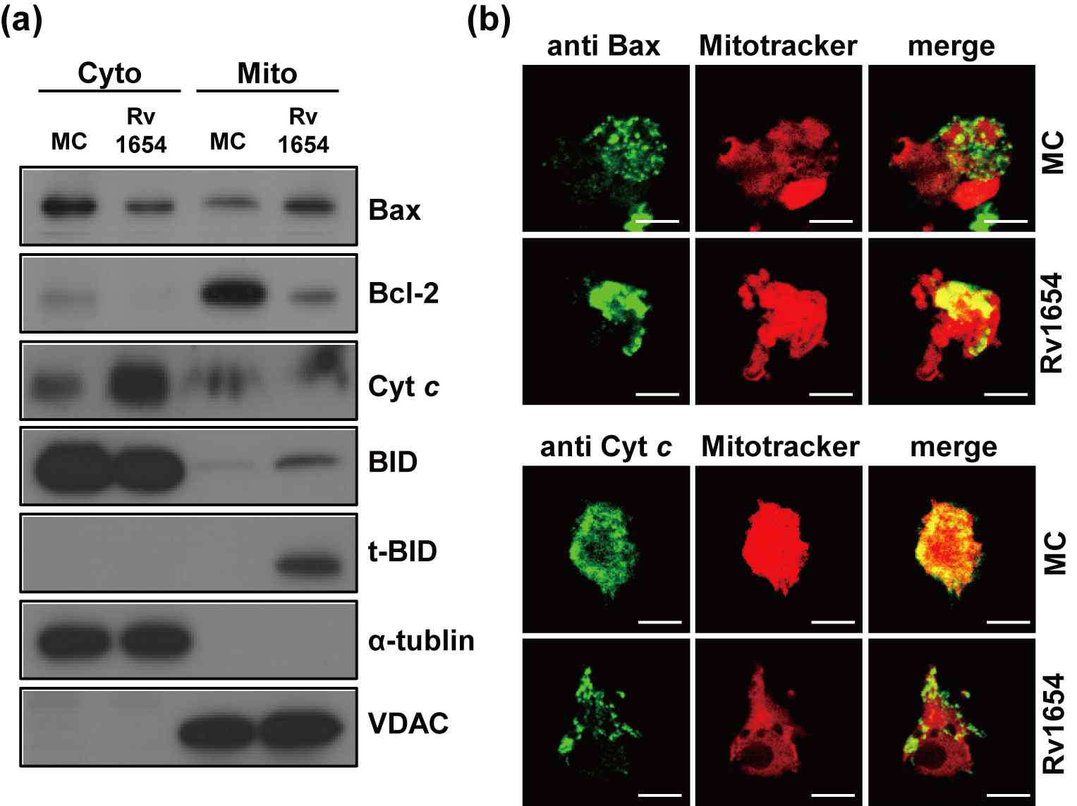 Rv1654에 의한 큰포식세포내의 Bcl-2 family translocation 분석