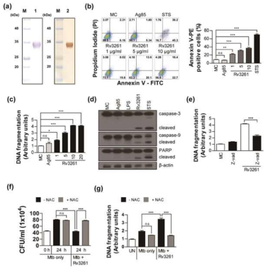 Rv3261이 유도하는 큰포식세포의 세포사멸기전 및 항결핵 효과 분석