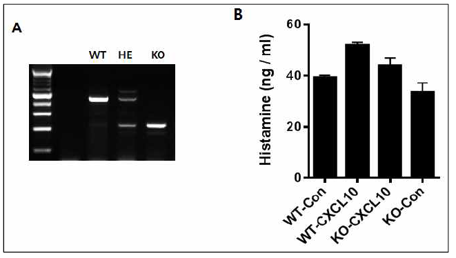 A. CXCL10 유전자 결손마우스의 유전자형 확인. B. 야생형(wild type: WT) 마우스와 CXCL10 유전자가 결손된 마우스에서의 히스타민 분비량의 변화