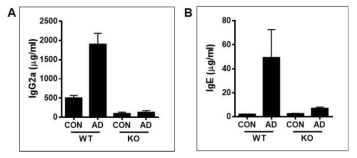 아토피피부염 유도된 야생형과 넉아웃마우스 혈청에서 면역글로불린의 변화 비교분석. A. Immunoglobulin G2a, B. Immunoglobulin E