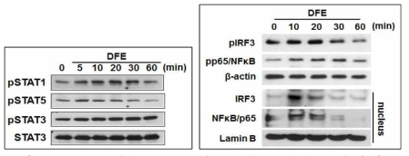 DFE에 의한 STAT, IRF3와 NFkB 인산화 및 핵으로의 이동
