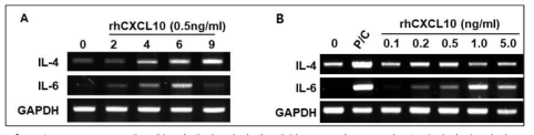 CXCL10 재조합 단백질 처리에 의한 IL-4와 IL-6의 유전자발현 변화. A. 시간대별 변화, B. 농도별 변화