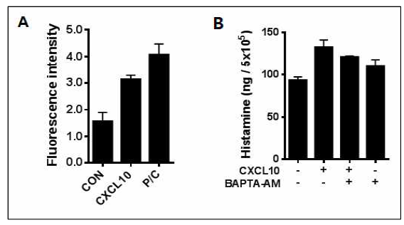 A. CXCL10 재조합 단백질 처리에 의한 세포내 칼슘의 변화, B. 세포내 칼슘 킬레이트에 의한 CXCL10-유도된 히스타민 분비량의 변화