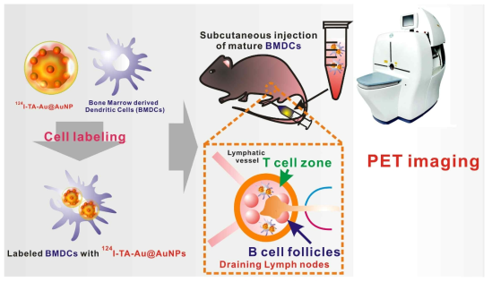 Scheme for in vivo tracking of BMDC