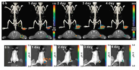 Time-dependent three-dimensional-PET/CT images (upper) and axial PET/CT images (bottom). The yellow circle indicates the draining popliteal lymph nodes (DPLNs)