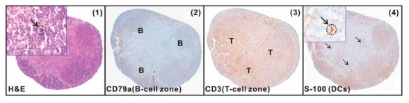 Histological images of DPLN stained with H&E (1), CD79a-specific antibody staining for the B-cell zone (2), CD3-specific antibody staining for the T-cell zone (3) and S100-specific antibody staining for DCs (4) (the black circle and arrow indicate RIe-AuNPs)