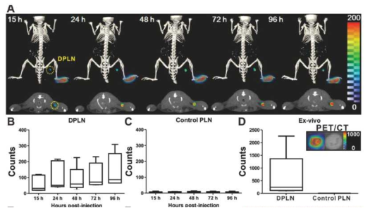 Time-dependent PET/CT imaging of labeled DCs migration toward draining lymph nodes