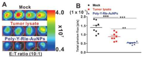 Enhanced CTLs activity by Poly-Y-RIe-AuNPs-activated DCs against cervical cancer TC-1/Fluc