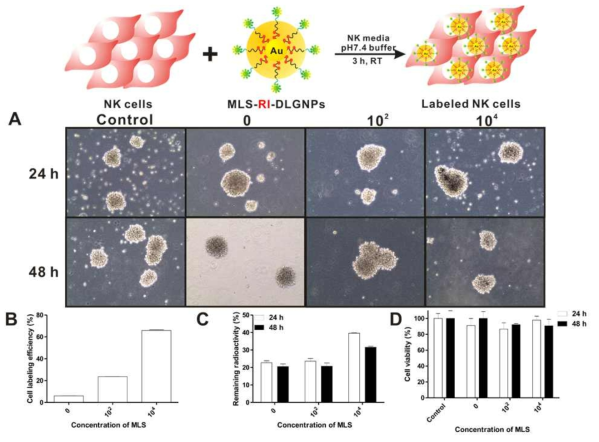 MLS-RIe-AuNP를 이용한 NK세포 표지법 확립