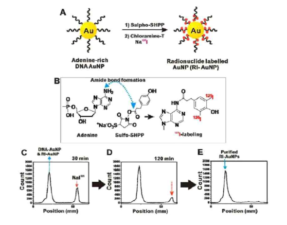 RIe-AuNP 합성 (올리고뉴클레오티드 결합 AuNP 기반 합성)