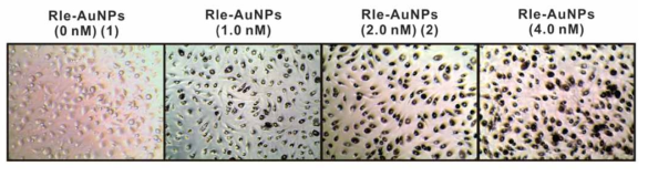 Bright-field images of DCs after incubation with three different concentrations of RIe-AuNPs