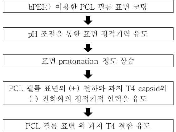 정전기적 결합 유도 메커니즘