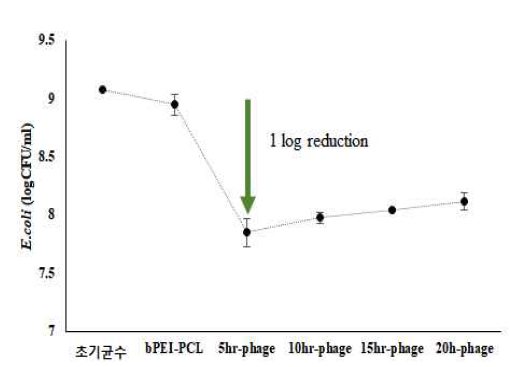PCL 필름에 고정화된 박테리오파지의 E. coli 에 대한 활성 확인