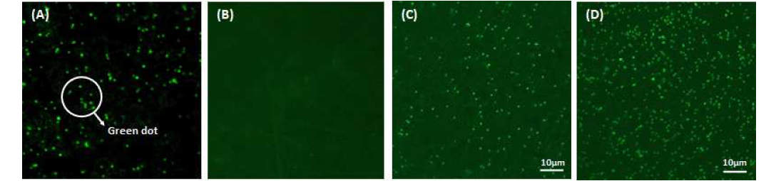 형광현미경 관찰 이미지; (A) 파지 T4, (B) PCL 필름, (C) 비특이적 흡착 필름 표면에 고정화 된 파지 T4, (D) 화학적 흡착 필름 표면에 고정화 된 파지 T4