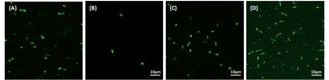 형광현미경 관찰 이미지; (A) E. coli, (B) PCL 필름 표면의 E. coli, (C) 비특이적 흡착 필름 표면의 E. coli, (D) 화학적 흡착 필름 표면의 E. coli
