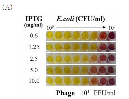 IPTG 농도에 따른 박테리아-박테리오파지 감염 색 반응 결과