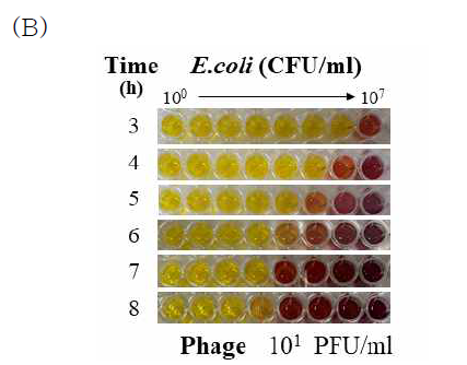 반응 시간에 따른 박테리아-박테리오파지 감염 색 반응 결과