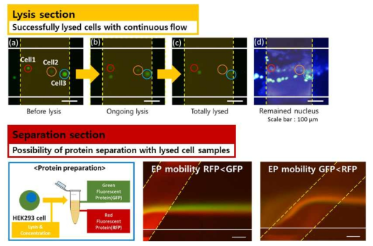 개발한 다기능 분리장치의 세포 용해 및 단백질 분리 결과