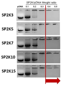 SP2k polyplex의 agarose gel electrophoresis 결과