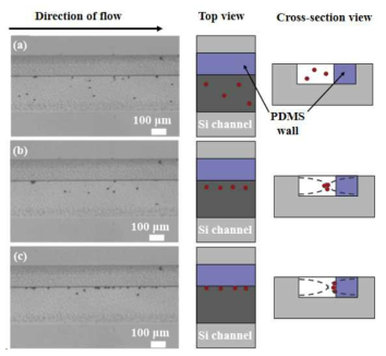 Microscopic images and schematic views of 10 μm polystyrene particles migrated. (a) before applying the acoustic standing wave, (b) after applying the acoustic standing wave with low power, and (c) after applying the acoustic standing wave with high power