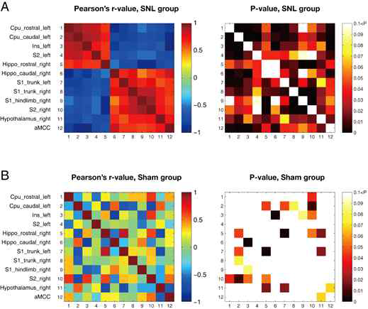 각 뇌 영역 간 상관성 클러스터는 SNL 군에서는 명확하게 구분되었고 (A), Sham군에서는 그렇지 않았다 (B)