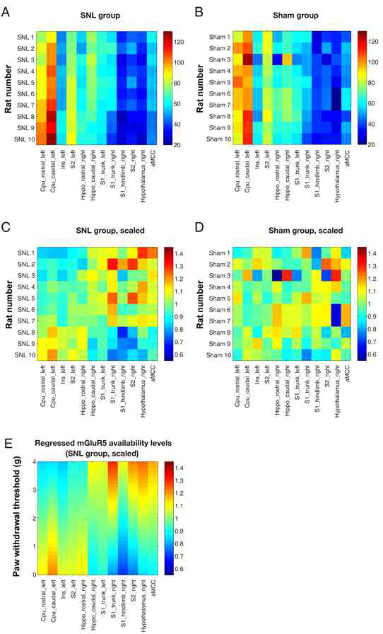 SNL군 및 Sham군에서의 각 뇌 영역별 mGluR5수치 (A와 B) 및 이를 비율로 나타낸 것(C와 D). E는 통증군의 mGluR5 비율 (C)을 회피 반응 역치에 대하여 회귀분석하여 나타낸 것이다