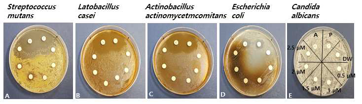 Anti-microbial activity of RA and antibiotics by the disk diffusion test